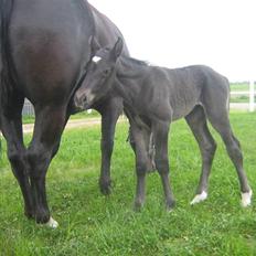 Oldenborg Frodo af Dejrupgård