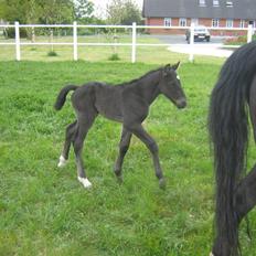 Oldenborg Frodo af Dejrupgård