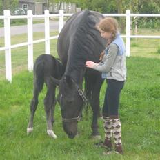 Oldenborg Frodo af Dejrupgård