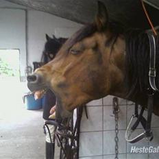 Anden særlig race Don slgt