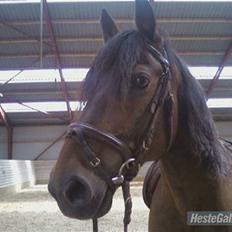 Anden særlig race Don slgt