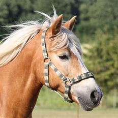 Haflinger hermeline