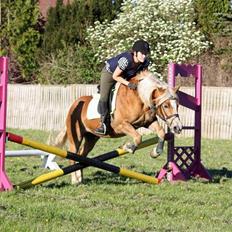 Haflinger hermeline