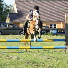 Haflinger hermeline