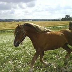 Anden særlig race Frede