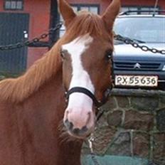 Dansk Varmblod Ressie "Solgt"