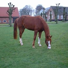Dansk Varmblod Ressie "Solgt"