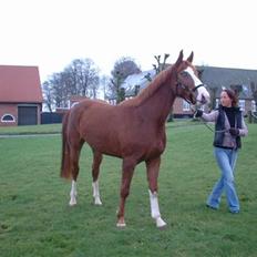 Dansk Varmblod Ressie "Solgt"