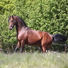 Arabisk fuldblod (OX) mb karatt 