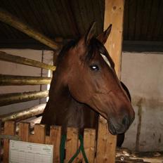 Dansk Varmblod CLAIRE