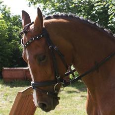 Hollandsk Sportspony Lotte