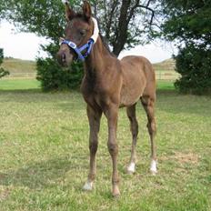 DSP moonjam´s classic touch 