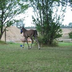 DSP moonjam´s classic touch 