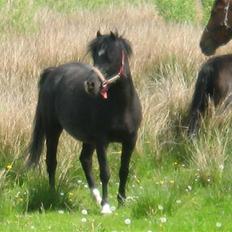 Welsh Pony af Cob-type (sec C) Amora solgt
