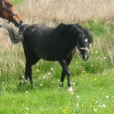 Welsh Pony af Cob-type (sec C) Amora solgt