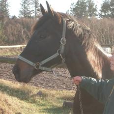 Dansk Varmblod Strauss *R.I.P*