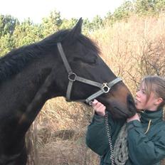 Dansk Varmblod Strauss *R.I.P*