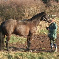 Dansk Varmblod Strauss *R.I.P*