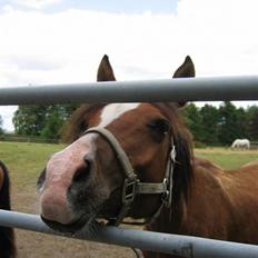 DSP Moonjam´s My Quality