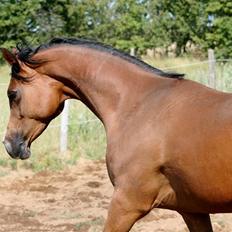 Arabisk fuldblod (OX) Cereniza