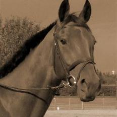 Traver Fasten Seat Belt  R.I.P.