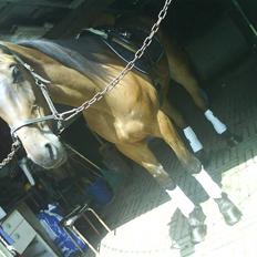 Traver morgan bork *død*