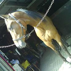 Traver morgan bork *død*