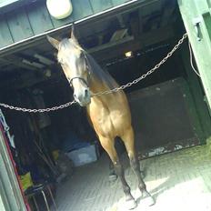 Traver morgan bork *død*