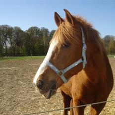 Anden særlig race Sputnik 