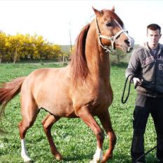 Arabisk fuldblod (OX) Wann-Zath