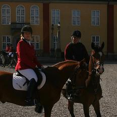 Hollandsk Sportspony Dexter 