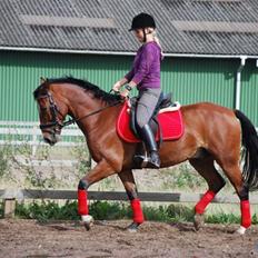 Hollandsk Sportspony Dexter 