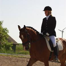 Hollandsk Sportspony Dexter 