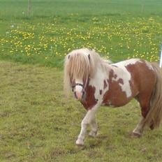 Miniature Lindegaardens Pluto
