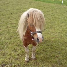 Miniature Lindegaardens Pluto