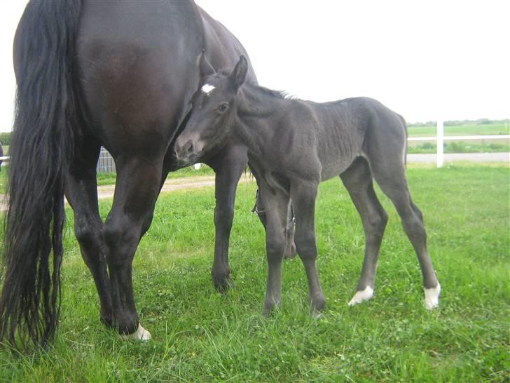 Oldenborg Frodo af Dejrupgård billede 1