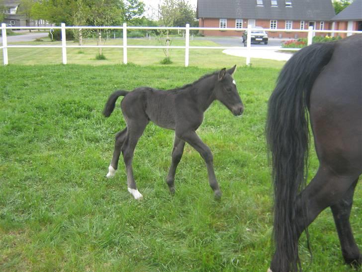 Oldenborg Frodo af Dejrupgård billede 2
