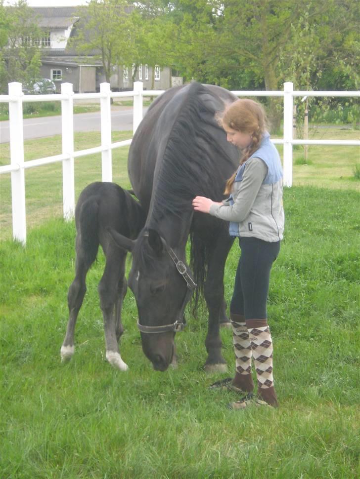Oldenborg Frodo af Dejrupgård billede 3