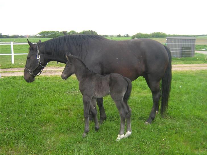 Oldenborg Frodo af Dejrupgård billede 4