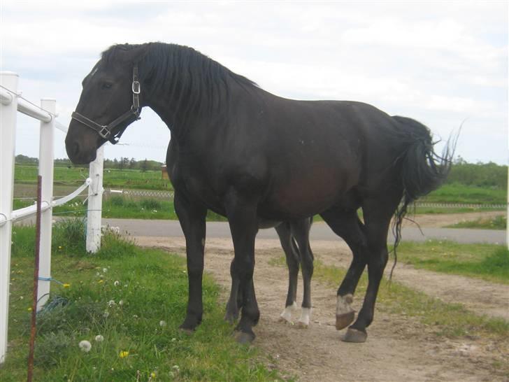 Oldenborg Frodo af Dejrupgård billede 5