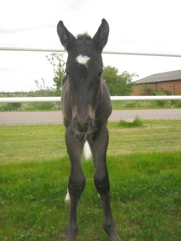 Oldenborg Frodo af Dejrupgård billede 6
