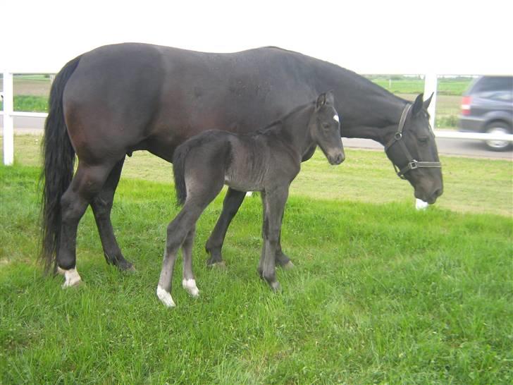Oldenborg Frodo af Dejrupgård billede 7