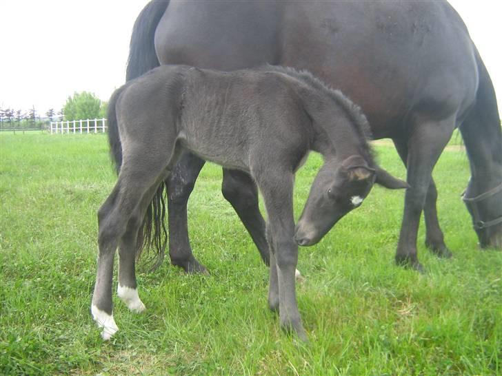 Oldenborg Frodo af Dejrupgård billede 8