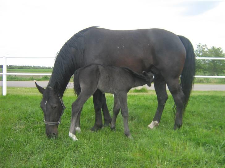 Oldenborg Frodo af Dejrupgård billede 9
