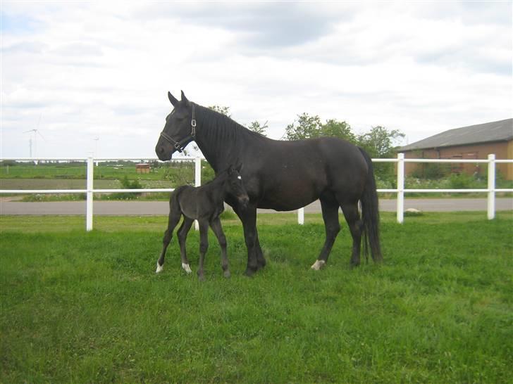 Oldenborg Frodo af Dejrupgård billede 10