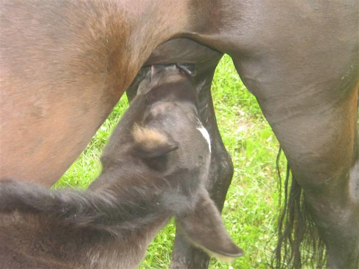 Oldenborg Frodo af Dejrupgård billede 11