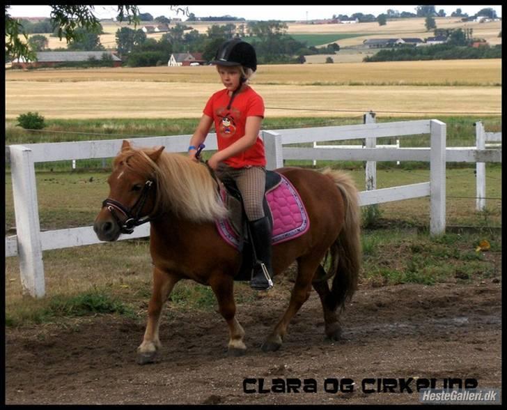 Shetlænder Anelunds Cirkeline. (; - dressurtræning, :) Foto: Mor billede 13
