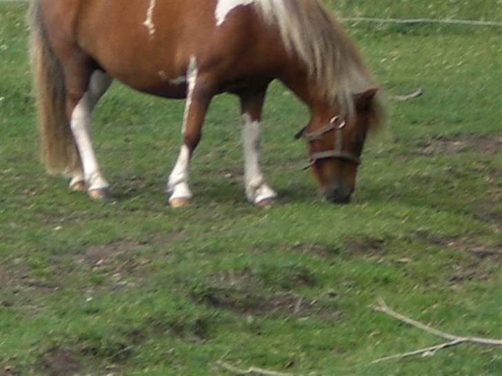 Shetlænder Cirkeline  - .cirkeline. intet, er bedre mig? - indrøm det, jeg er sød?! d: billede 1