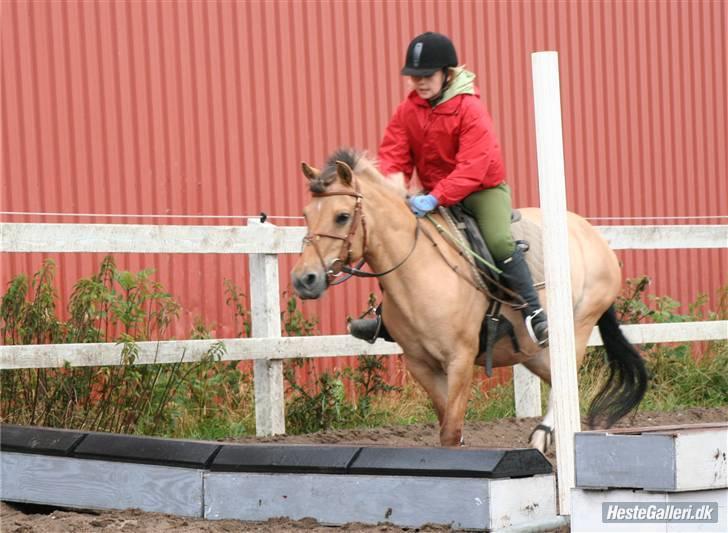 Anden særlig race Carla |  *! SOLGT :'( !* - vi springer ( billed: Lone P billede 13