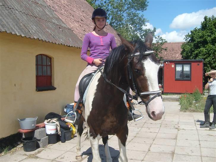 Anden særlig race kasmir - så rider min datter ksamir har er bare så nem billede 11